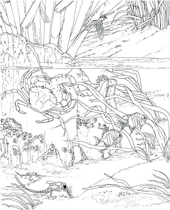 583x720 Ocean Coloring Pages Ocean Scene Coloring Pages Printable Ocean