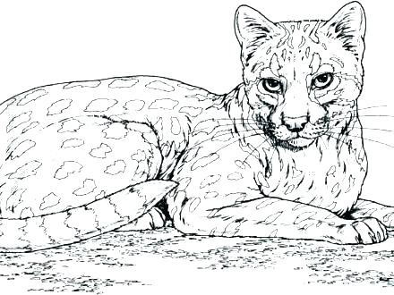 440x330 Big Cat Coloring Pages Coloring Cat Pictures Cute Cat Coloring
