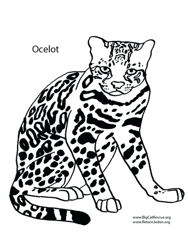 640x800 Ocelot Coloring Page Ocelot Coloring Page High Quality Baby Ocelot