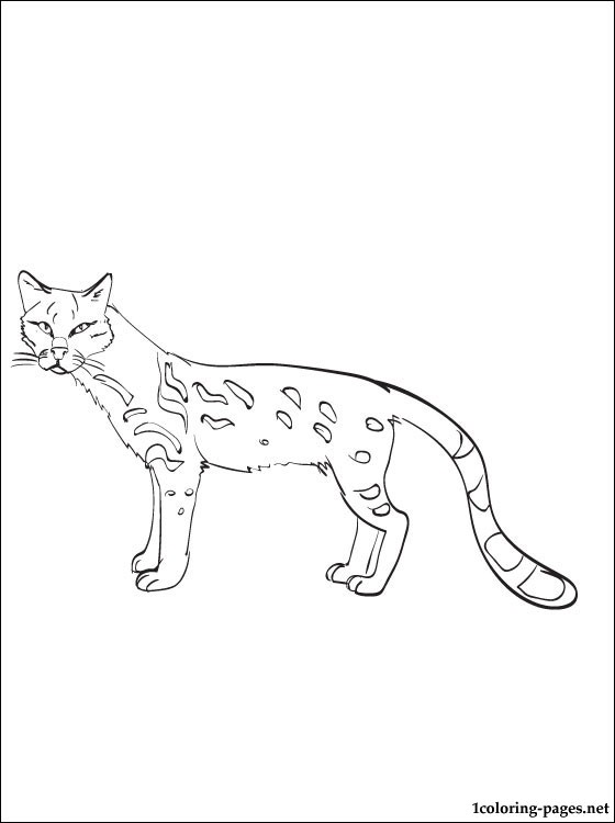560x750 Ocelot Coloring Page Coloring Pages