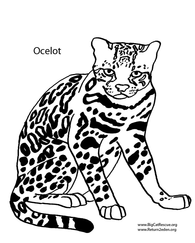 800x1000 Coloring Pages By Jamie