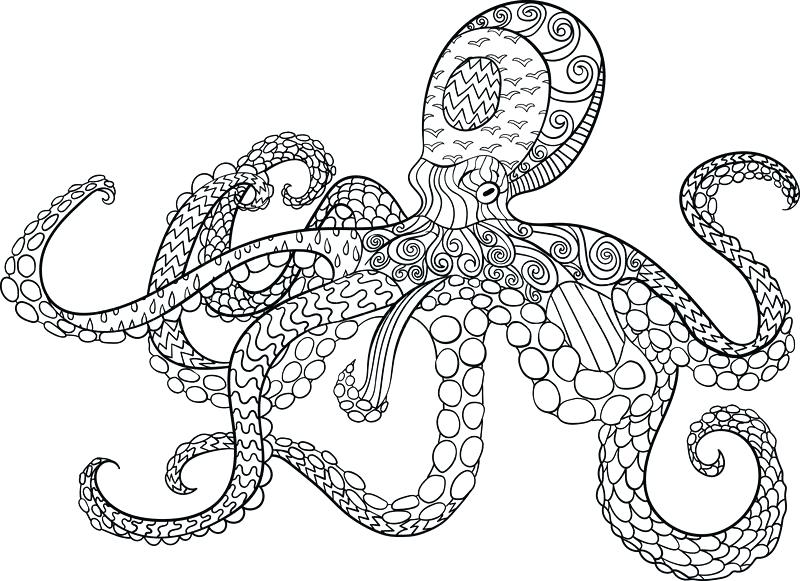 800x581 Coloring Page Octopus Octopus With High Details Adult Coloring