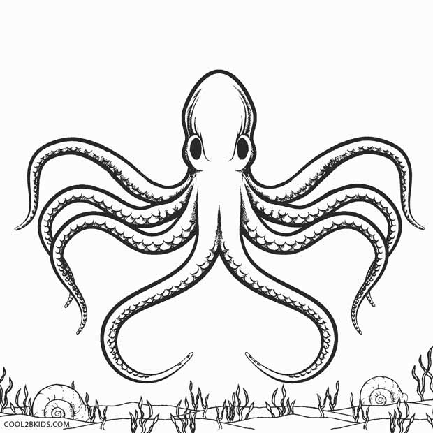 620x620 Octopus Coloring Page Luxury Coloring Pages Octopus