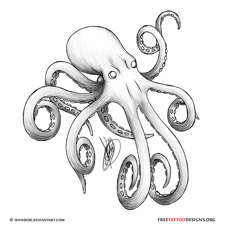 735x735 Octopus Tattoo Drawing
