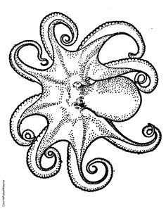 236x297 There Are Over 100 Different Species Of Octopuses. ) Obsession
