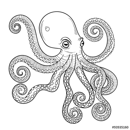 500x500 Vector Zentangle Octopus Print For Adult Coloring Page. Hand Dra