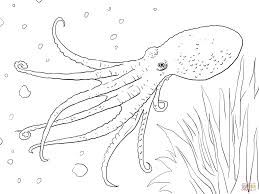 259x194 Octopus Anatomy Oc Octopus Facts