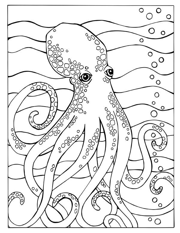 600x776 1194 Best Octopus Images On Octopuses, Octopus