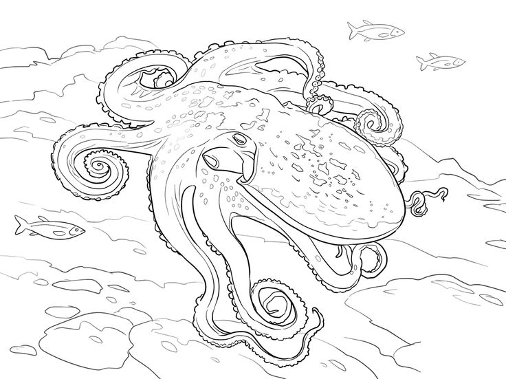 736x551 32 Best Octopusses Images On Kids Net, Octopus