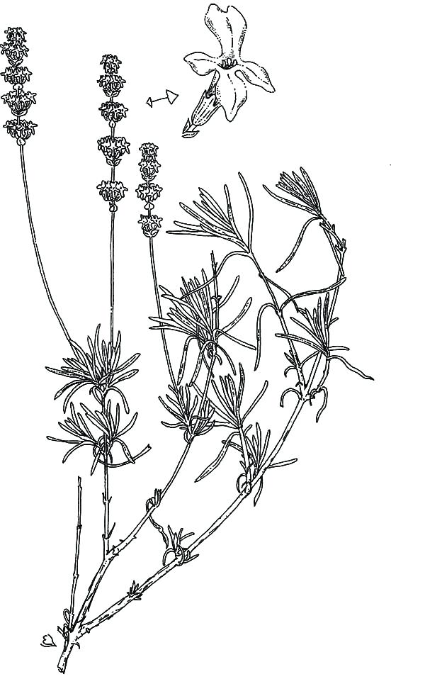 600x958 Oil Coloring Oil Coloring Pages Technolife.site
