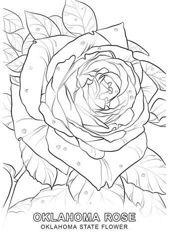 340x480 Oklahoma Rose Drawing