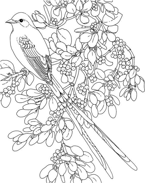 572x720 Oklahoma Scissor Tailed Flycatcher Coloring Page Purple Kitty