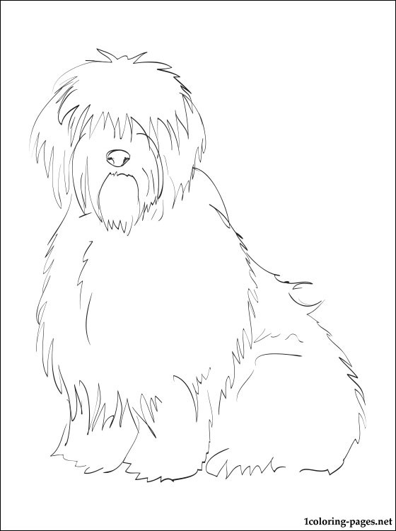 560x750 Old English Sheepdog Coloring Page Coloring Pages