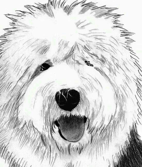 550x647 4045 Best Old English Sheepdogs Images On Puppies