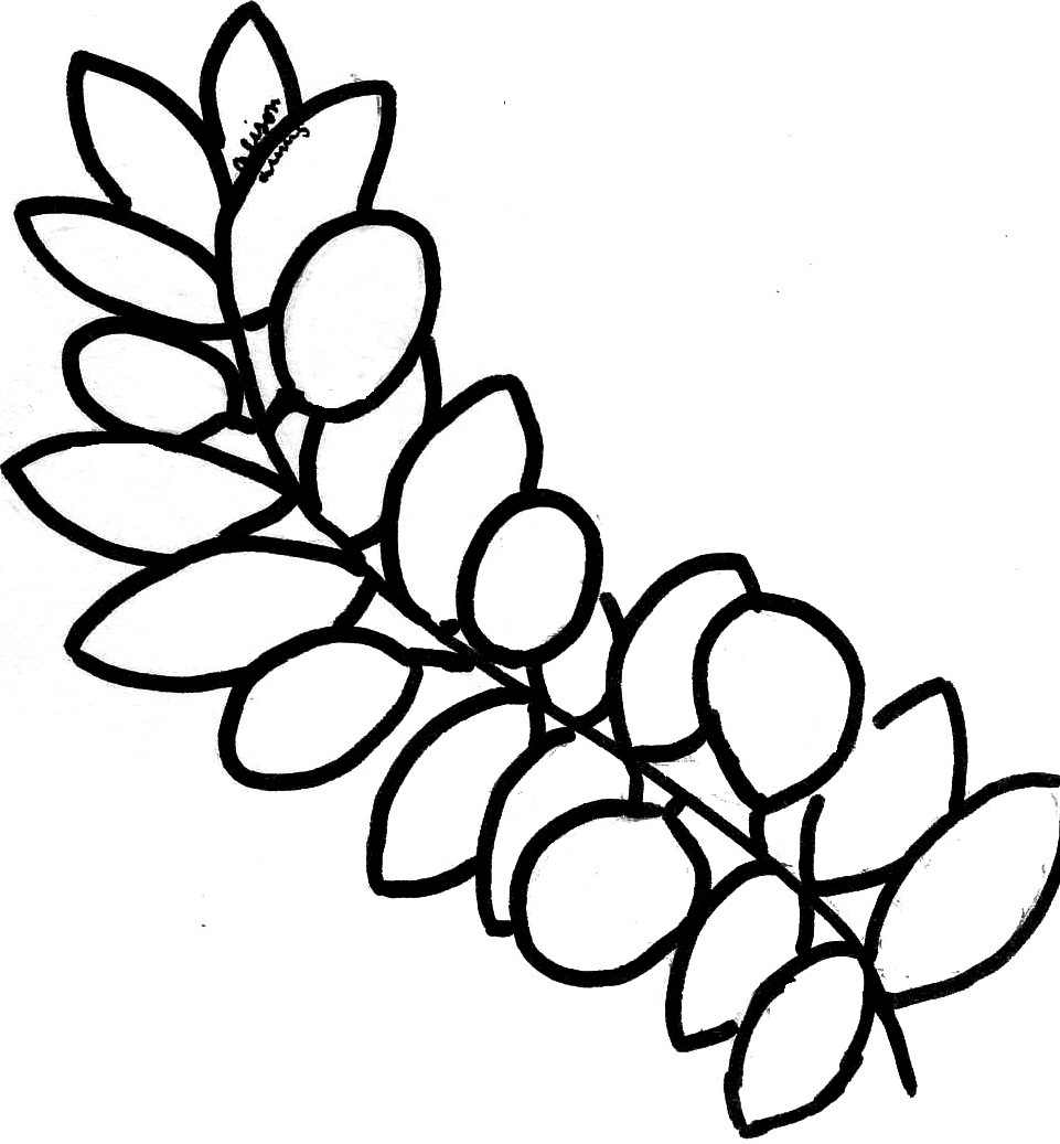 961x1037 Olive Branch Coloring Pages