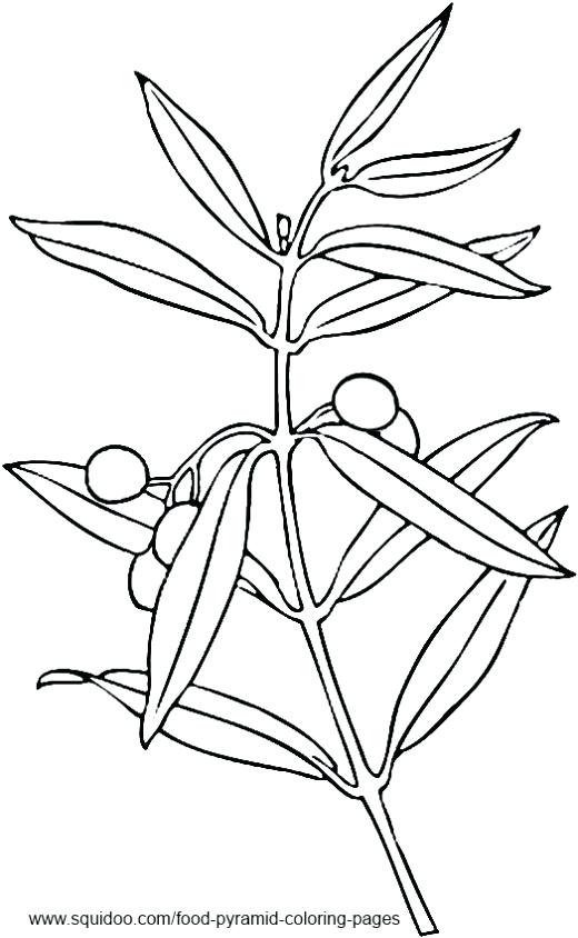 520x844 Coloring Pages Disney Pdf Olive Branch Drawing At Free