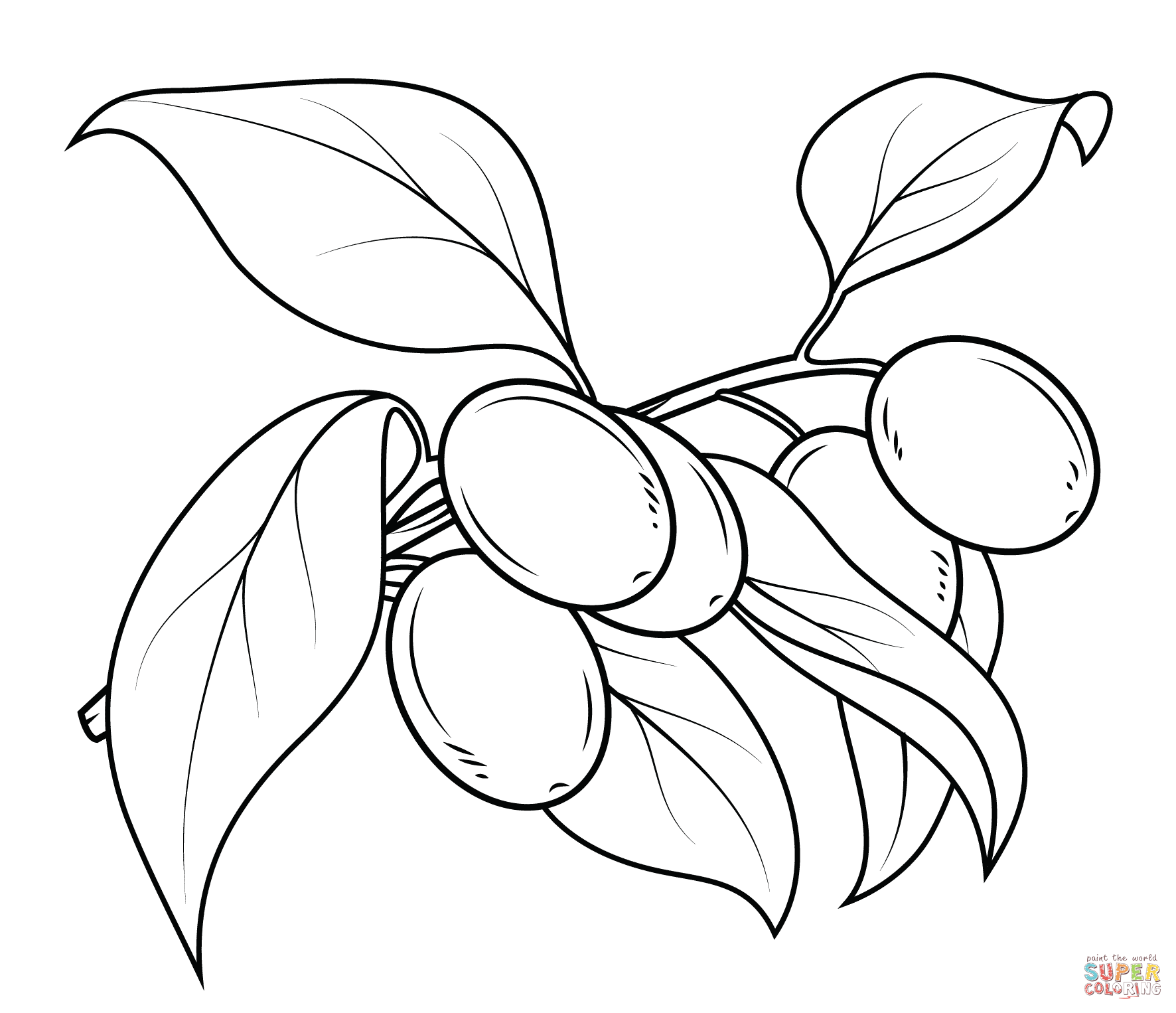1772x1526 Fresh Kumquat Branch Coloring Page