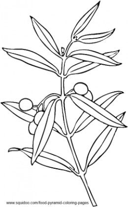 260x422 Olive Tree Coloring Pages Zaa Zytoon, Olives,