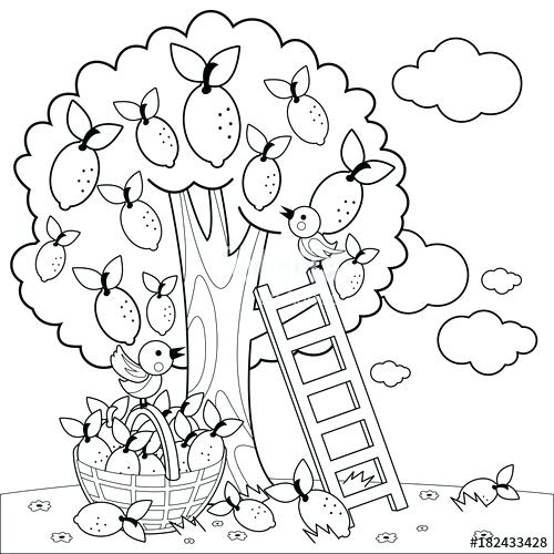500x500 Olive Tree Vineyard Book Coloring Book Olive Tree Gallery Coloring