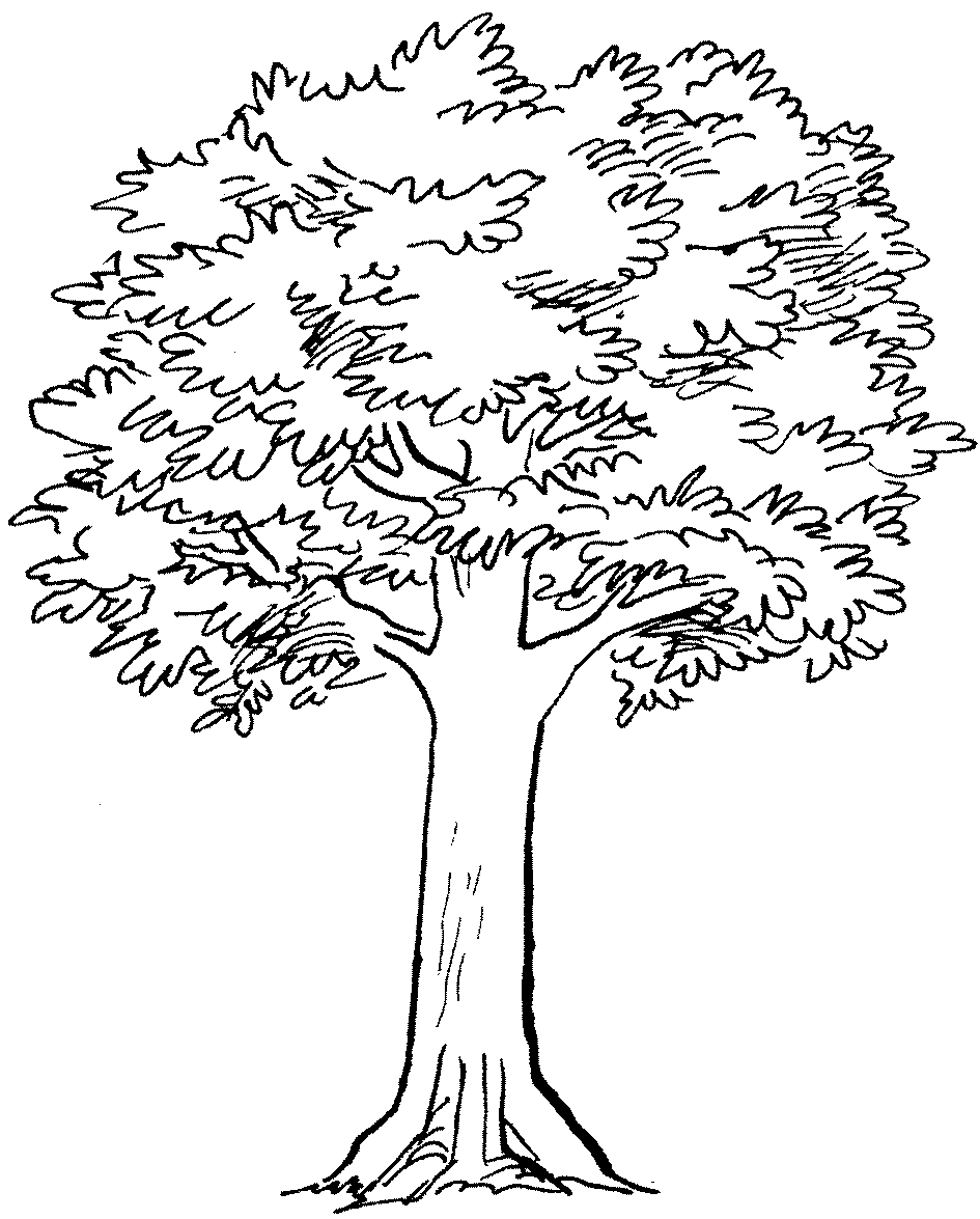 945x1175 Simple Drawing Of A Tree Coloring Pages Simple Tree Drawing Ideas