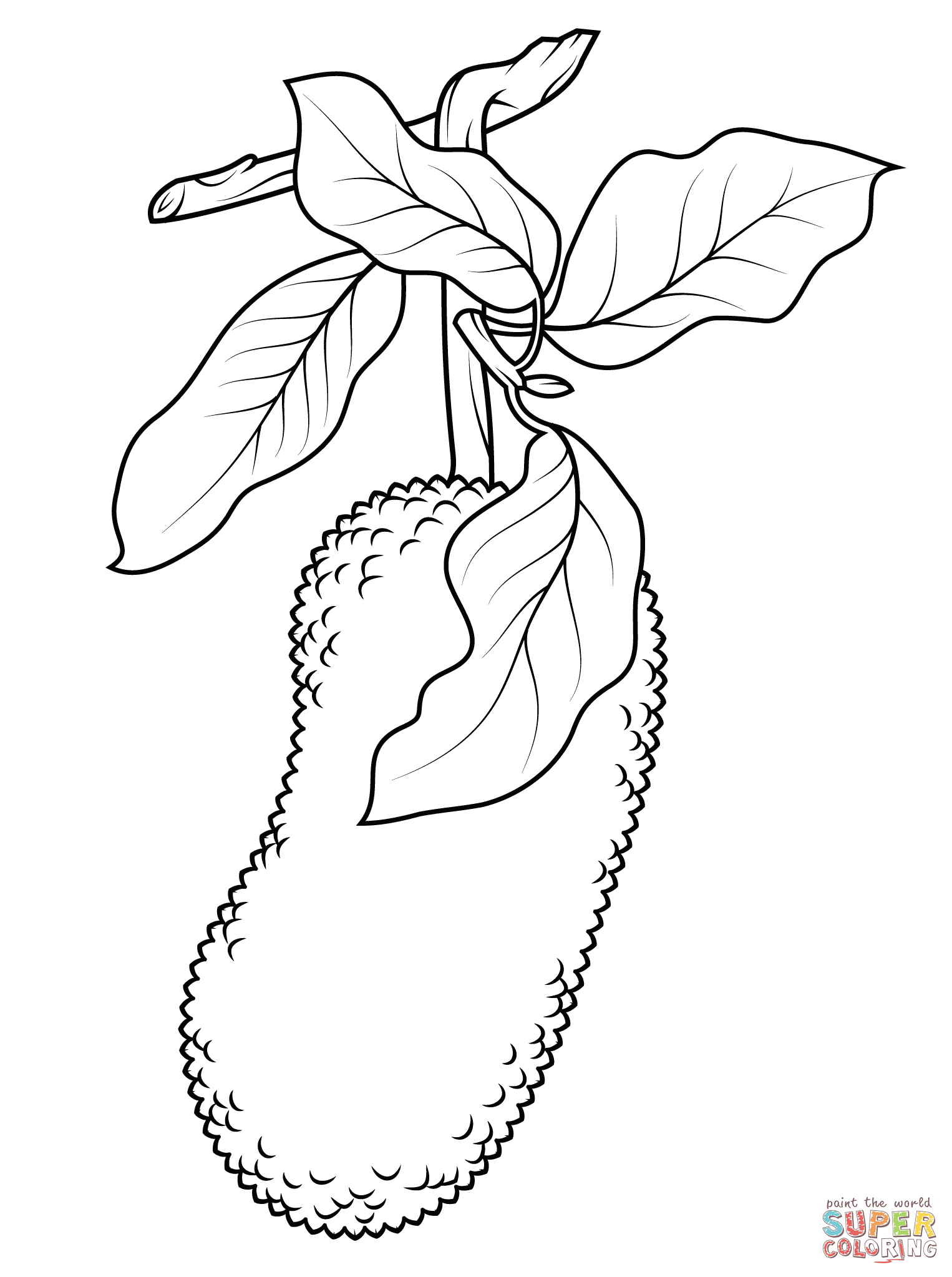 1526x2046 Simplified Blackberry Coloring Page Jackfruit On Branch Free