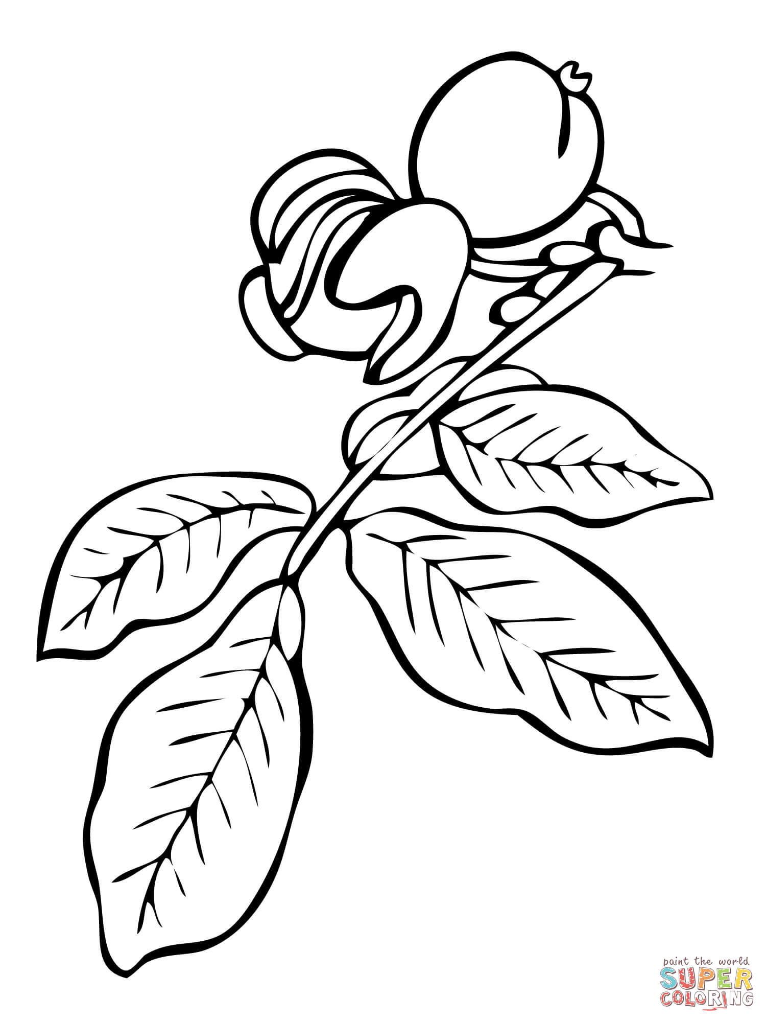 1500x2000 Coloring Pages Olive Tree Best Of Dove With Olive Branch Coloring