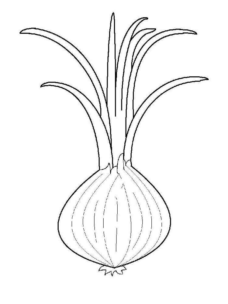 750x1000 Onion Coloring Pages. Download And Print Onion Coloring Pages