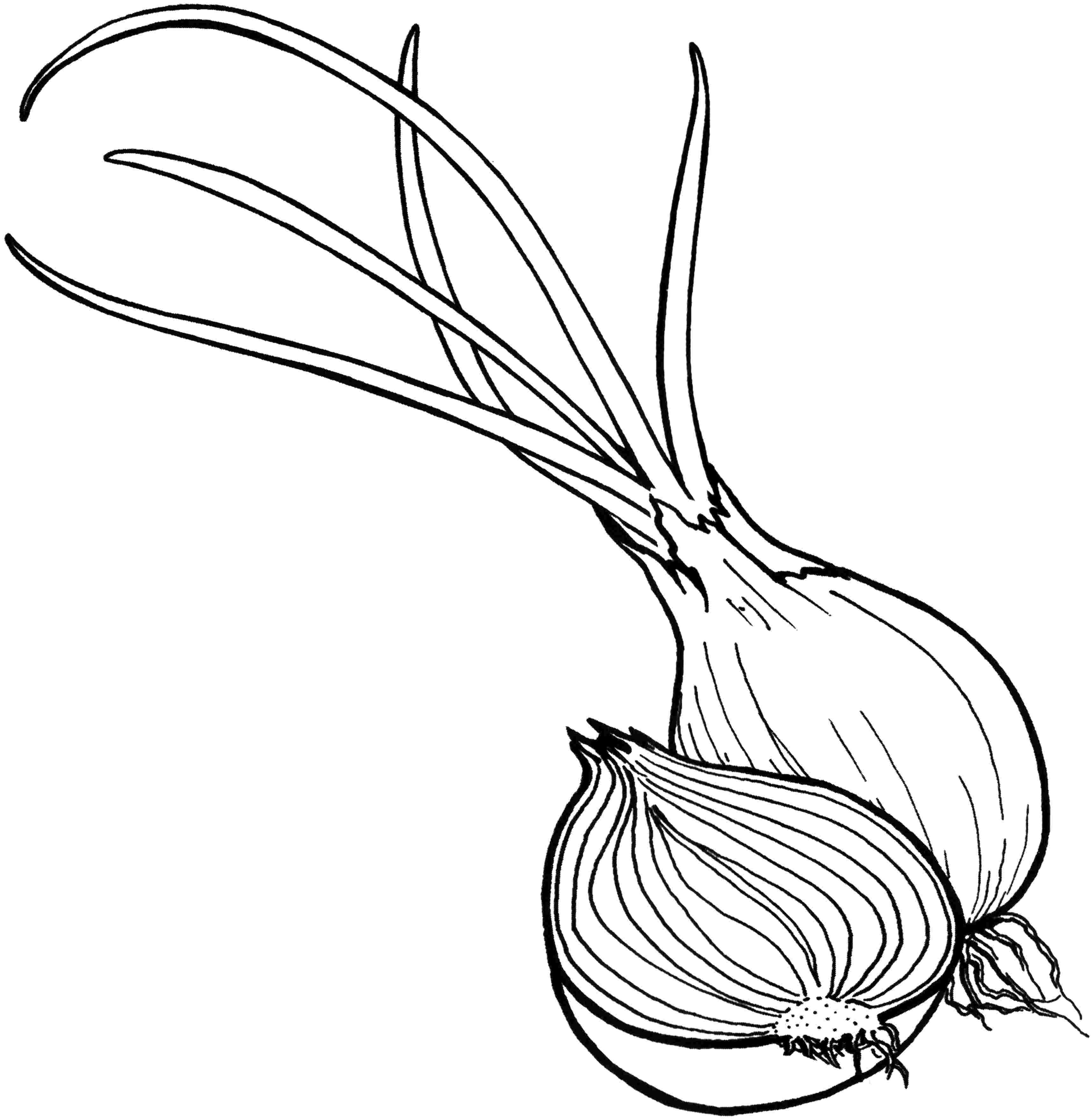 3428x3514 Vegetable Coloring Pages