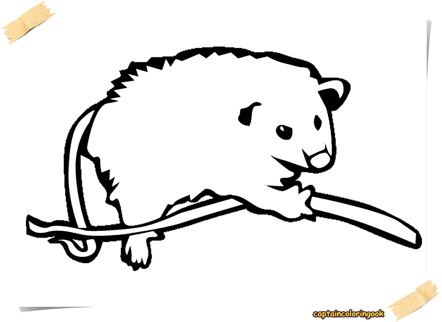 Opossum Coloring Page
