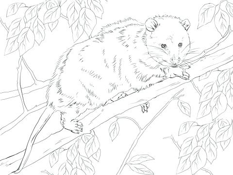 480x360 Opossum Coloring Pages Click To See Printable Version Of Opossum