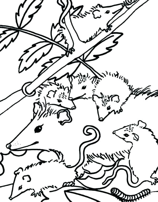 600x763 Opossum Coloring Pages Opossum Coloring Pages Opossum Coloring