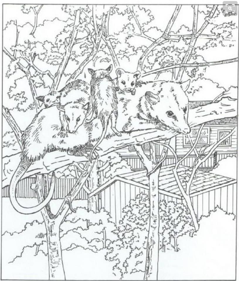 815x960 Possum Coloring Page Opossums ~ Books, Crafts, Decor, Photos