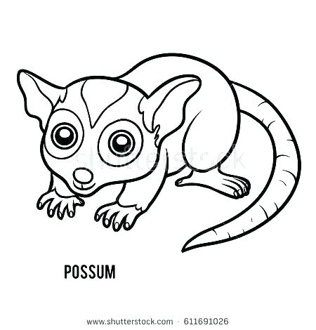 450x470 Australian Possum Colouring Pages Opossum Coloring Pages Opossum