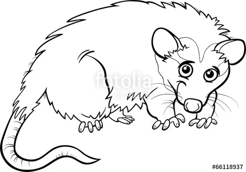 500x351 Opossum Animal Cartoon Coloring Book De Archivo Y