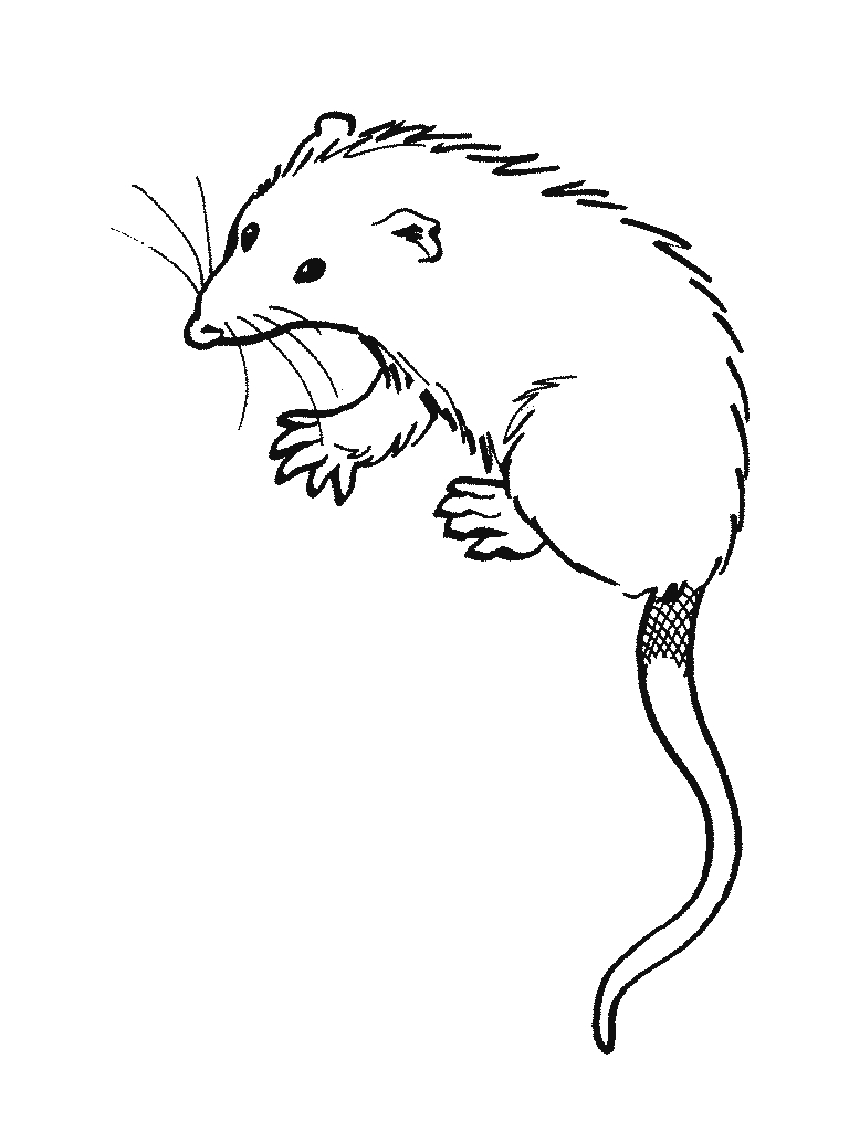 768x1024 Interesting Possum Coloring Page Luxury Opossu