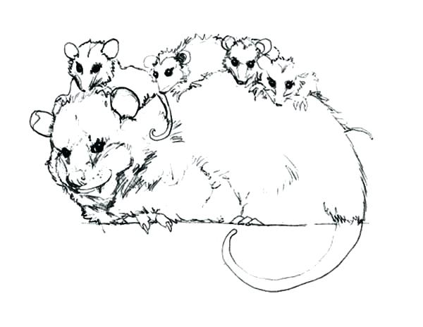 600x464 Opossum Coloring Page Pge Possum Magic Colouring Pages
