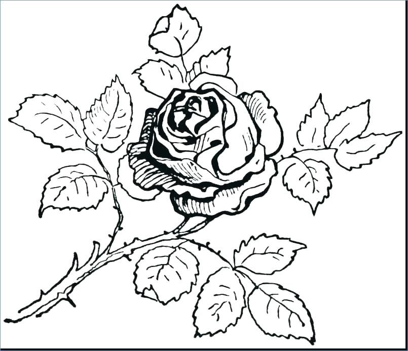 805x694 Big Small Coloring Pages Big And Small Coloring Pages Opposites
