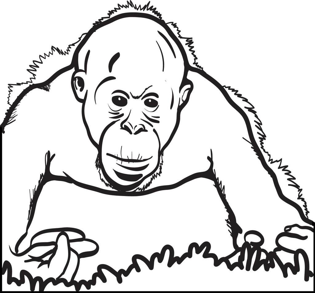 1024x955 Free, Printable Orangutan Coloring Page For Kids Supplyme