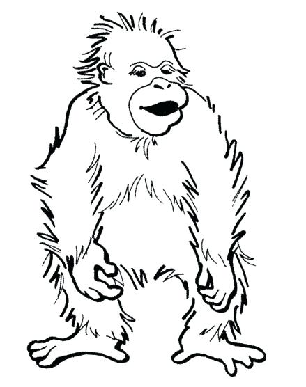 439x556 Orangutan Coloring Pages Undefined Orangutan Coloring Page