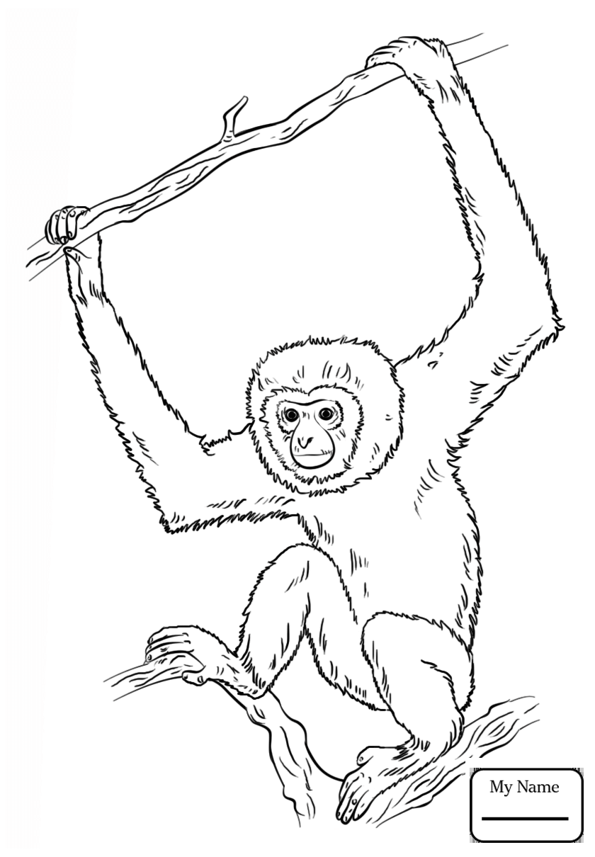 840x1210 Orangutans Coloring Pages Free Showy Orangutan Page