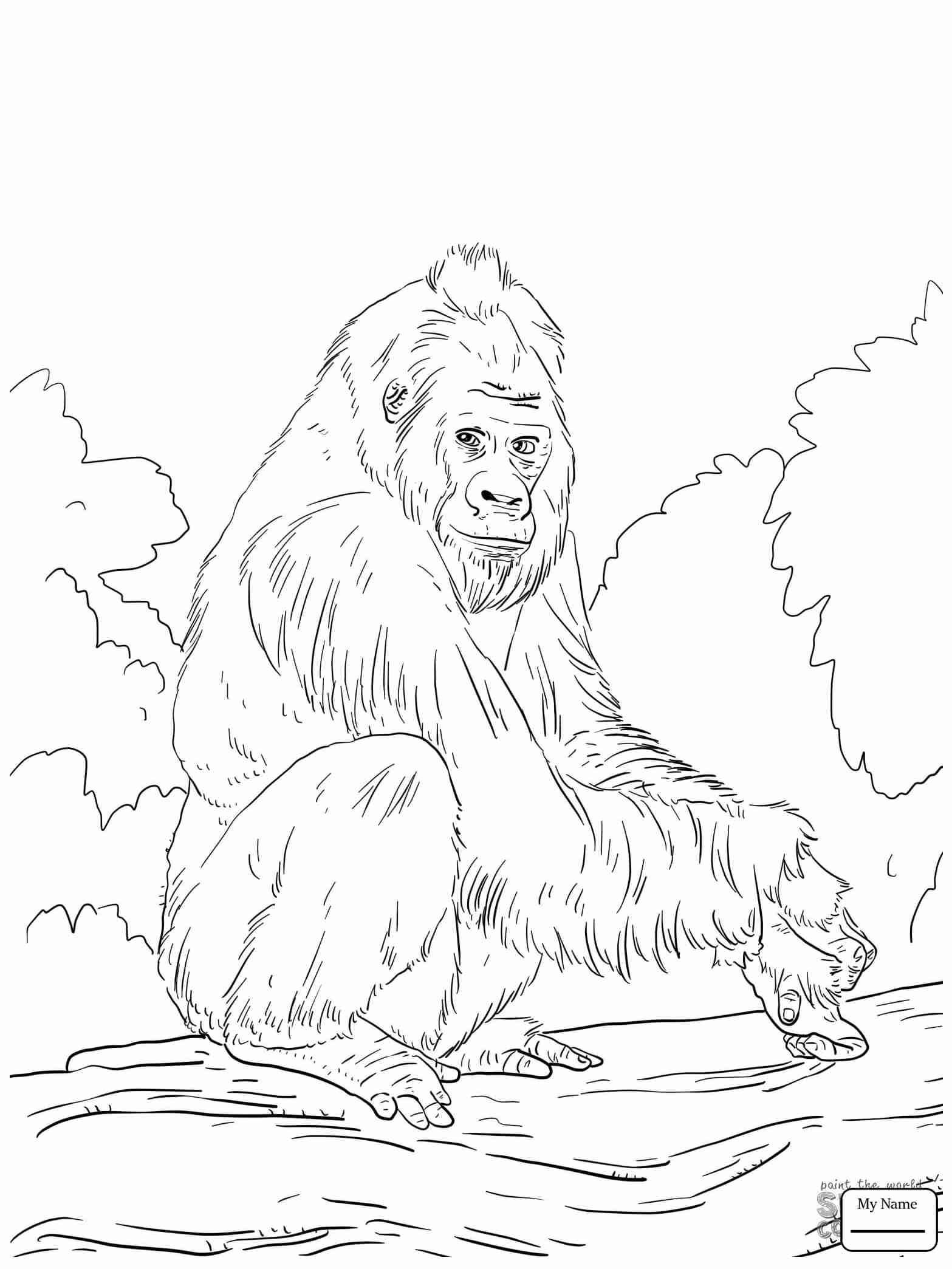 1567x2089 Realistic Bornean Orangutan Coloring Page Free And Friends Within