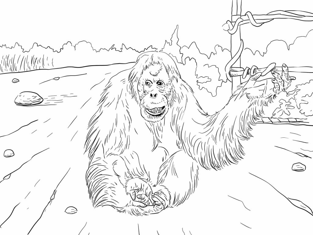 1024x768 Sumatran Orangutan For Coloring Page 1024x768 Throughout 6
