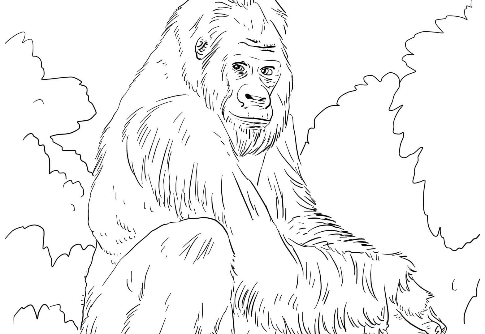 1567x1080 Best Of Orang Utan Coloring Page Gallery Printable Coloring Sheet