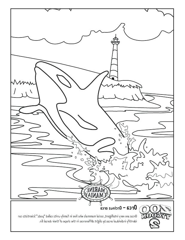 618x800 Orca Coloring Pages Coloring Pages Printable Whale Coloring Pages