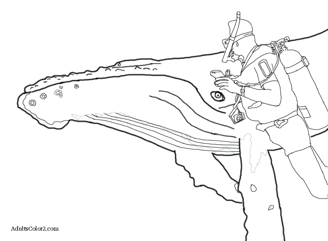 1100x811 Coloring Pages ~ Whale Coloring Pages Click Orca Whale Coloring