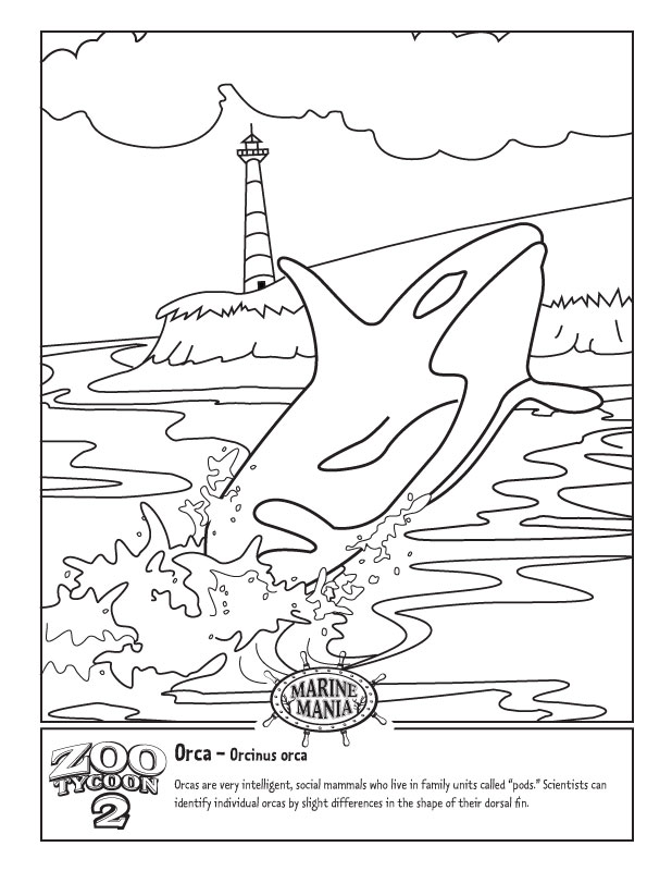 618x800 Free Orca Coloring Pages