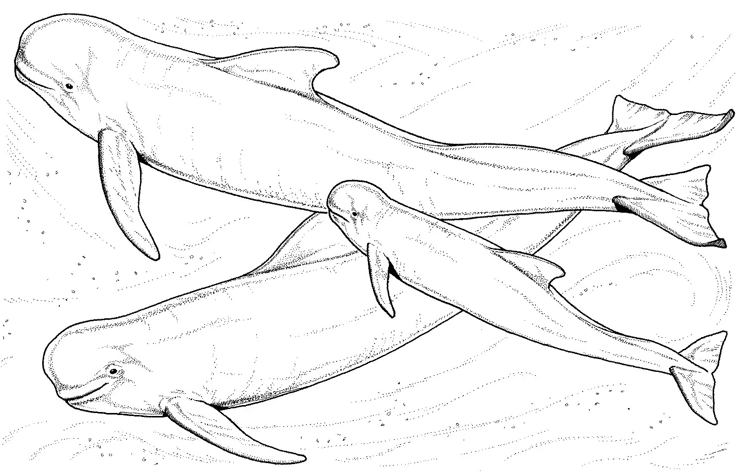 1482x952 Killer Whale Coloring Pages