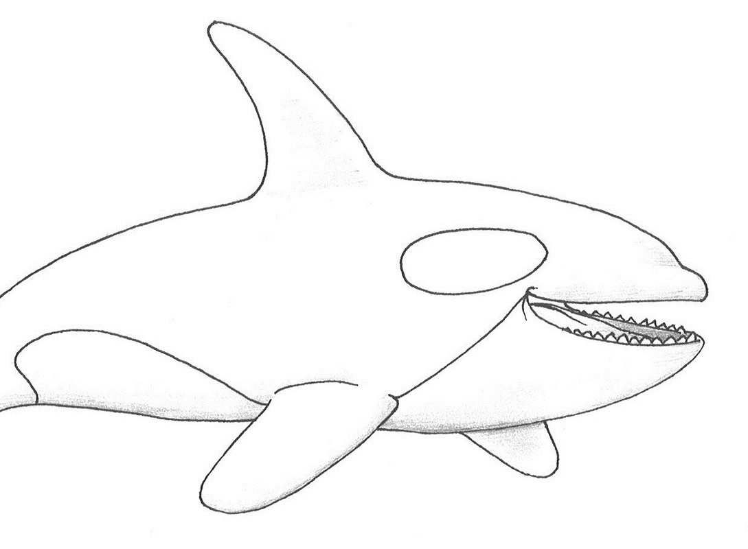 1089x800 Awesome Killer Whale Coloring Page Free Coloring Pages For Children