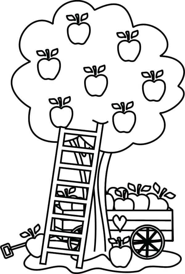 600x887 Apple Picking Coloring Pages C Apple Tree Coloring Simple Apple