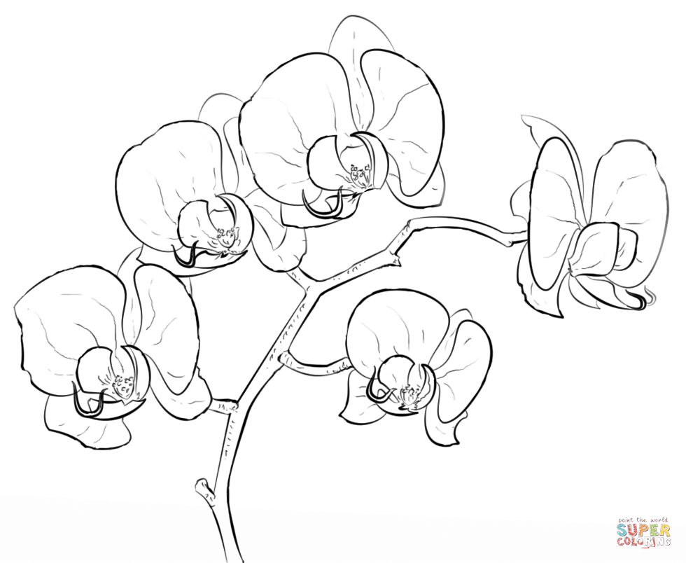 980x804 Orchid Super Coloring Art Coloring Pages Orchid